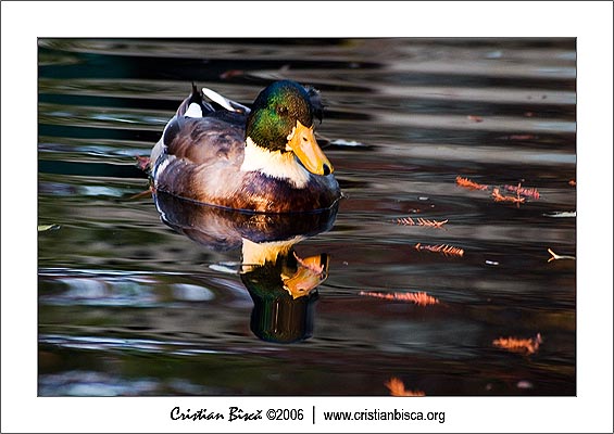 crw_4615.jpg
